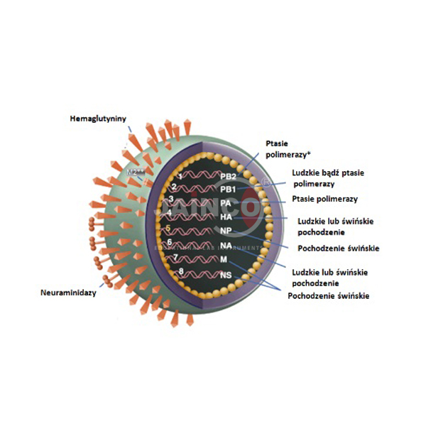 Swine Flu H1na Virus