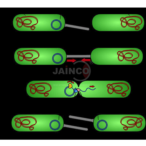 Gene Transfer Conjugation Transduction Model
