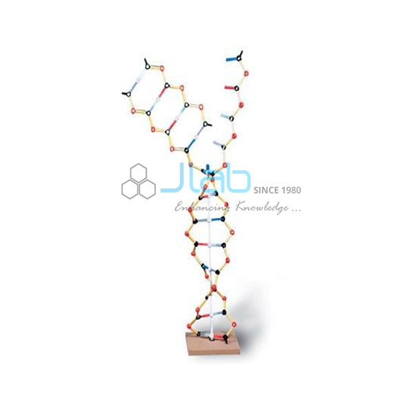 RNA Model