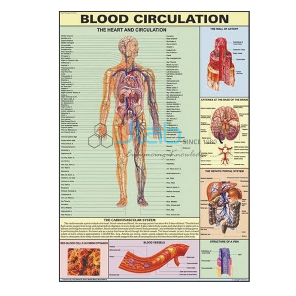 Blood Circulation Chart