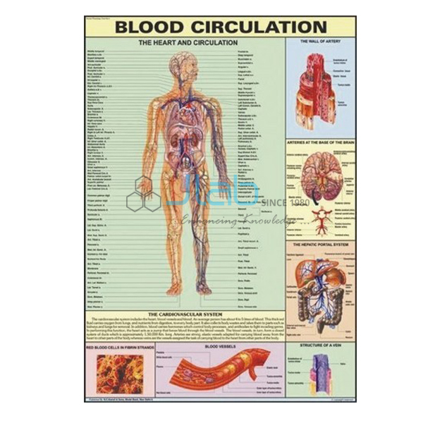 Human Blood Circulation Chart