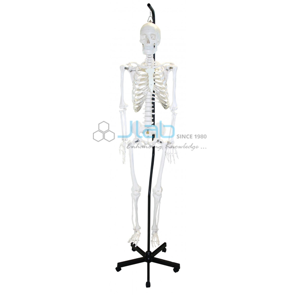 Human Skeleton 66 H Hanging Thick Zip Dust Cover