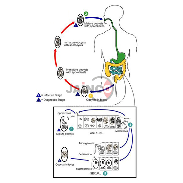 Life Cycle of Isospora Belli