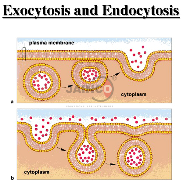 Endocytosis and Exocytosis Model