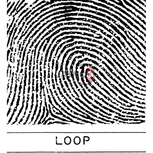 Fingerprint Loop Model