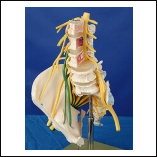 Lumbar Sacral Spine Model