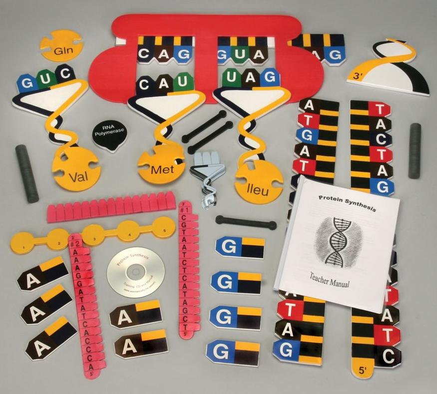Protein Synthesis Manipulatives Demonstration Set
