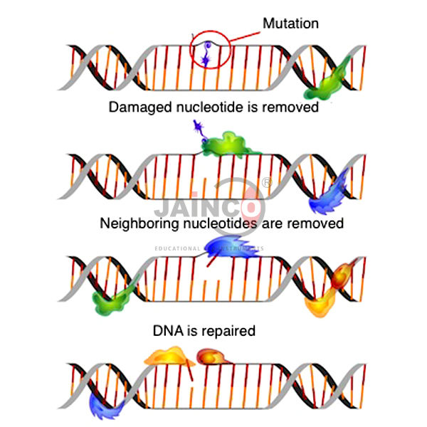 DNA Repair Mechanism Model