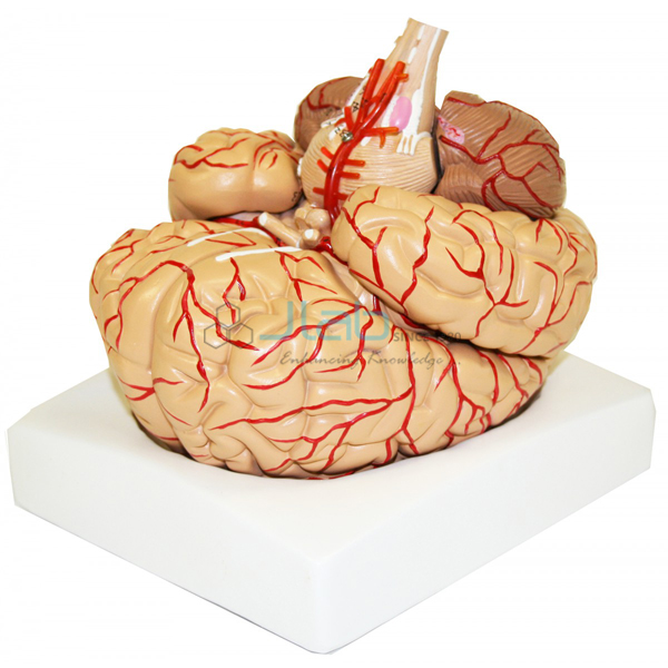 Brain with Arteries 9 Part