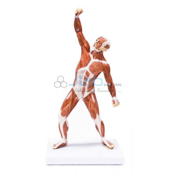 Muscular Figure 50cm Model