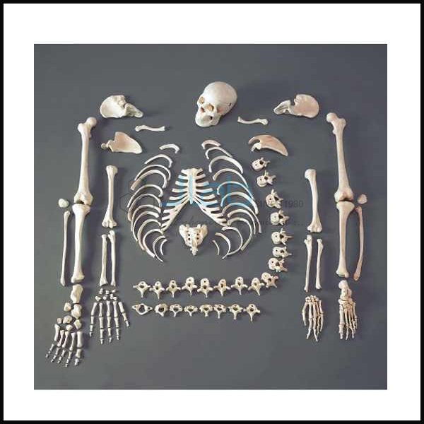 Human Skeleton Dis-articulated