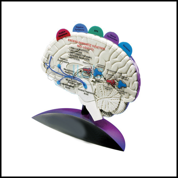Brain Model with Tabbed Overlays