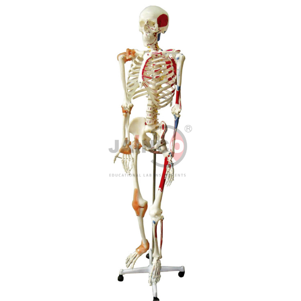 Skeleton Model With Muscles and Joint Ligaments