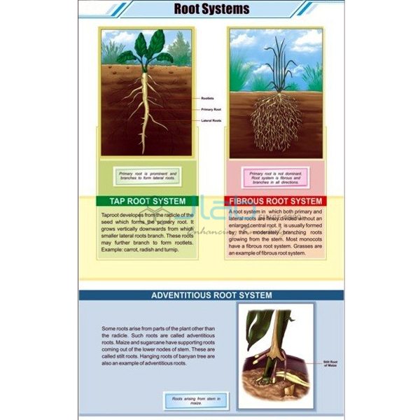 Root System Chart