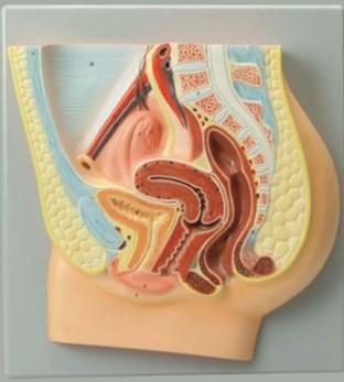 Female Reproductive System (Pelvic Anatomy) Model