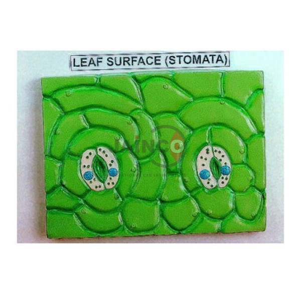 Stomata Leaf Prepared Slide
