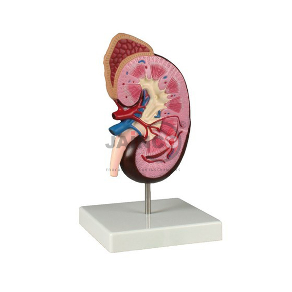 Human Kidney Model