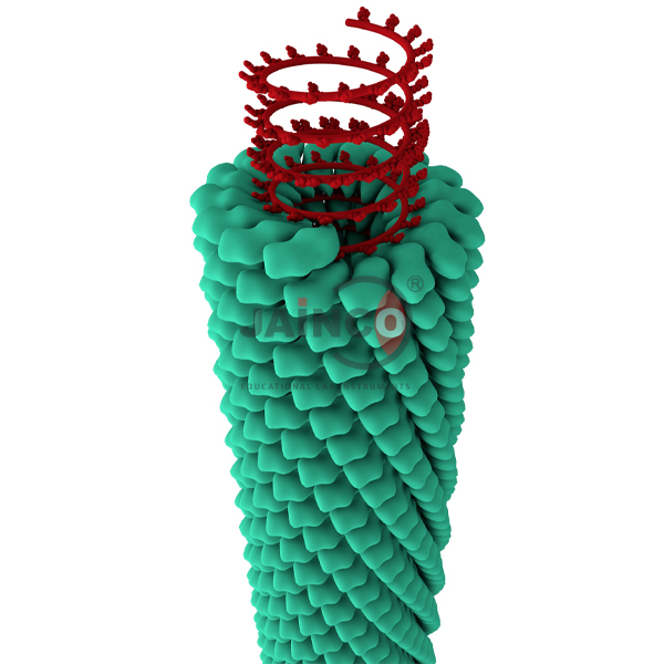 Helical Structure of Virus Model