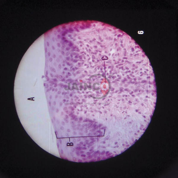 Microslide Animal Tissue Epithelium & Cartilage