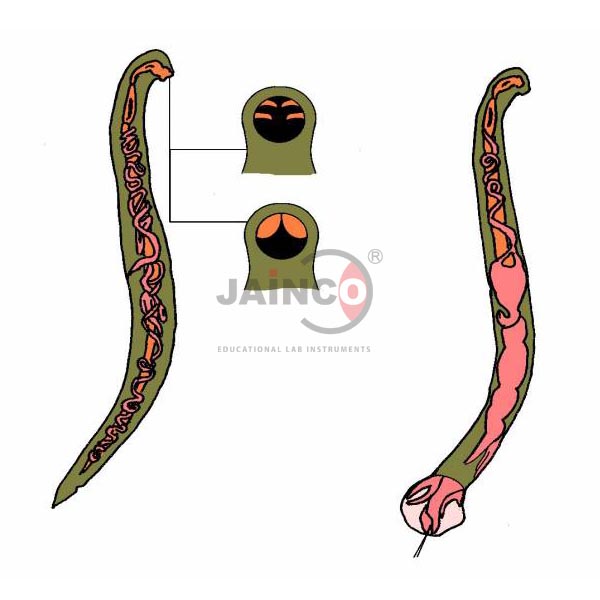 Hook Worm Male Female Model