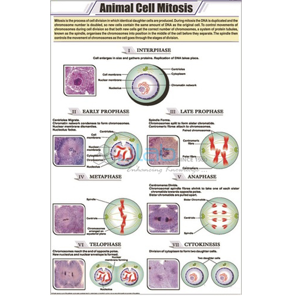 Animal Cell Mitosis Chart