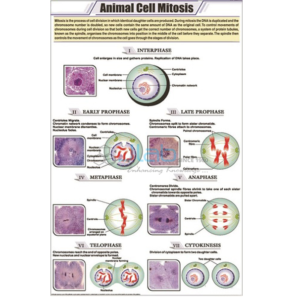 Animal Cell Chart