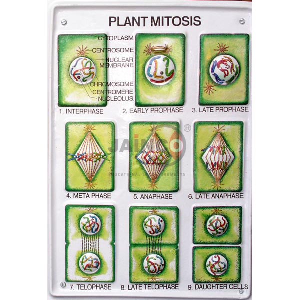 Plant Mitosis Model