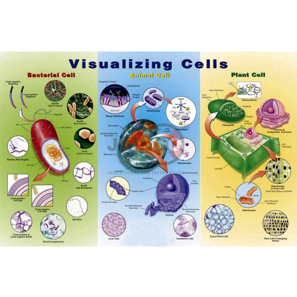 Visualizing Cells Poster