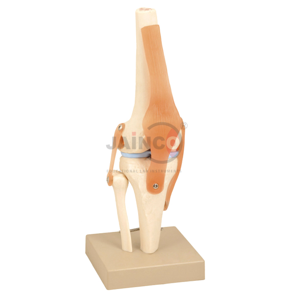 Human Knee Joint Model