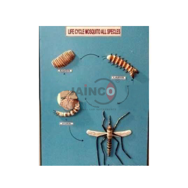 Life Cycle of Mosquito All Species Model