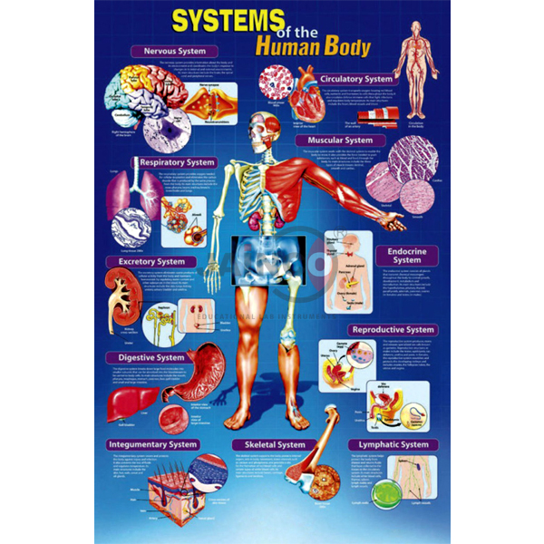 Systems of the Human Body Poster
