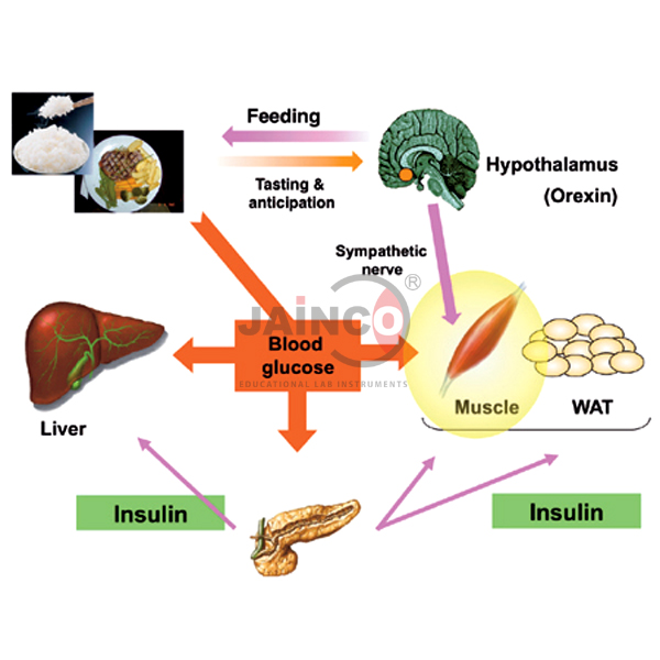 Glucose Metabolism Model