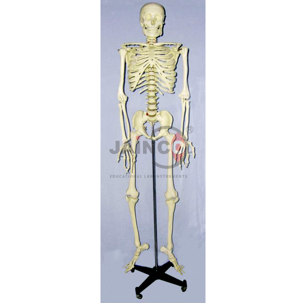 Skeleton Model with frame, Life Size