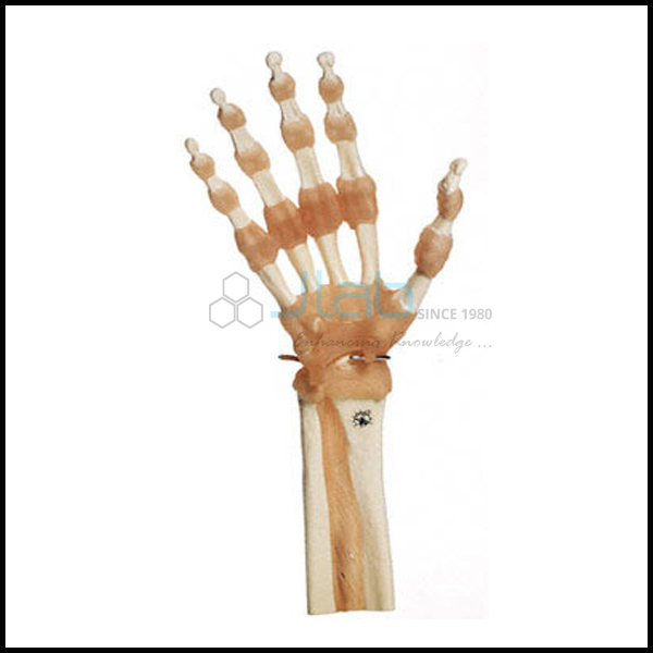 Hand Finger Joint Functional Model