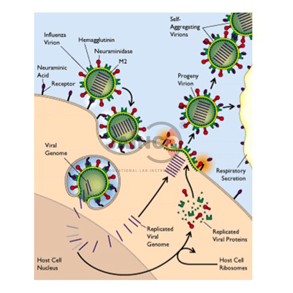 Effect of Viral Infection on Host Wall Model