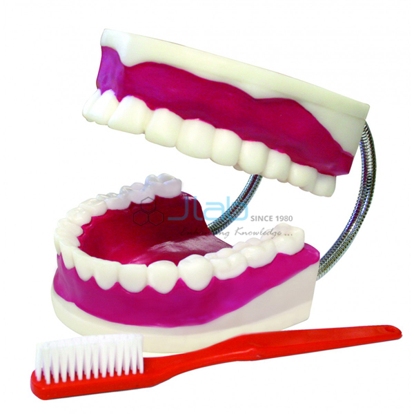 Large Teeth Model with Brush