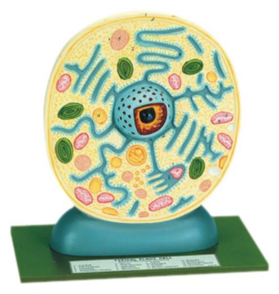 Plant Cell Model