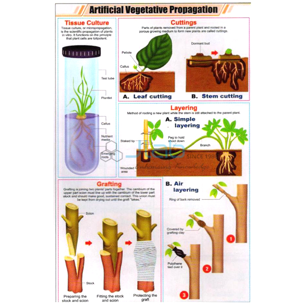 Artificial Vegetative Propagation Chart