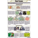 Plant Tissues Chart