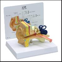 Anatomical Ear Model