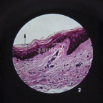 Skin Microslide