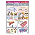 Carbohydrates Chart