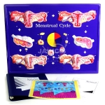 Menstrual Cycle Model
