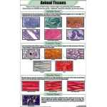 Animal Tissues Chart