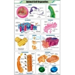 Animal Cell Organelles Chart