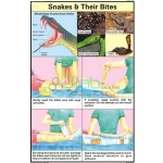 Snakes and their Bites Chart