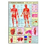 Human Muscles Chart