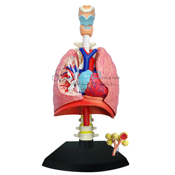 Heart and Lungs Models