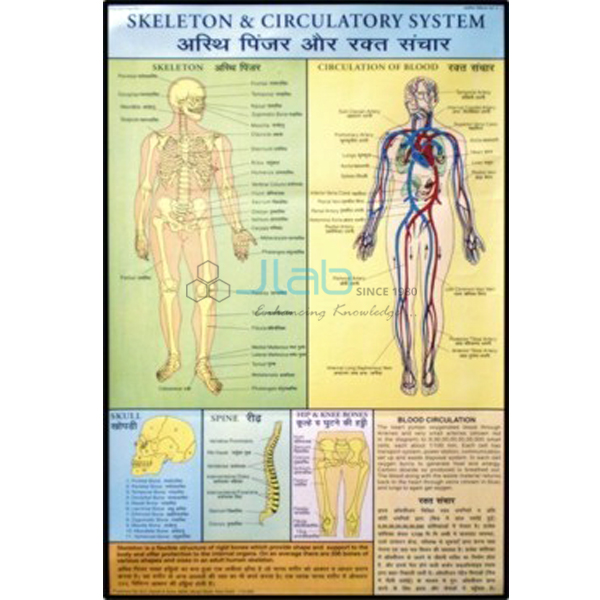 First Aid Charts