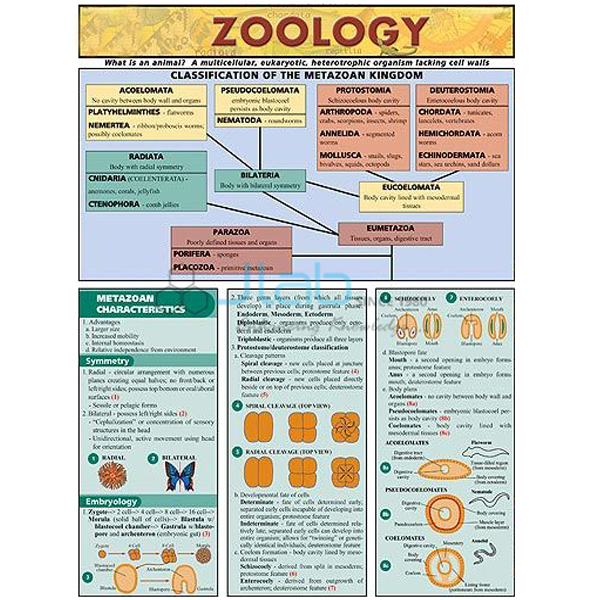 Zoology Chart